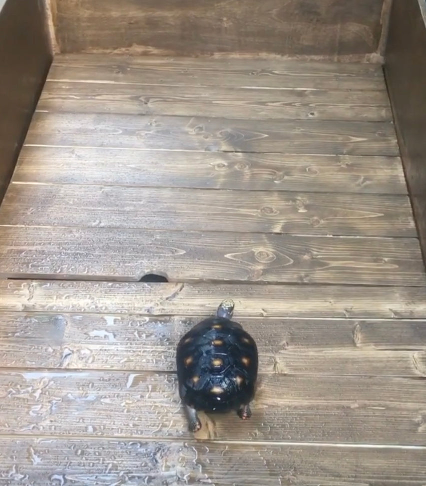 Tortoise Enclosure (Semi Outdoor)