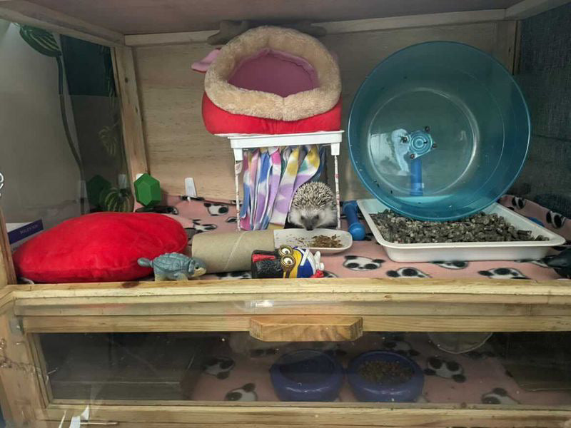 Hedgehog Hutch/Hide (Indoor)