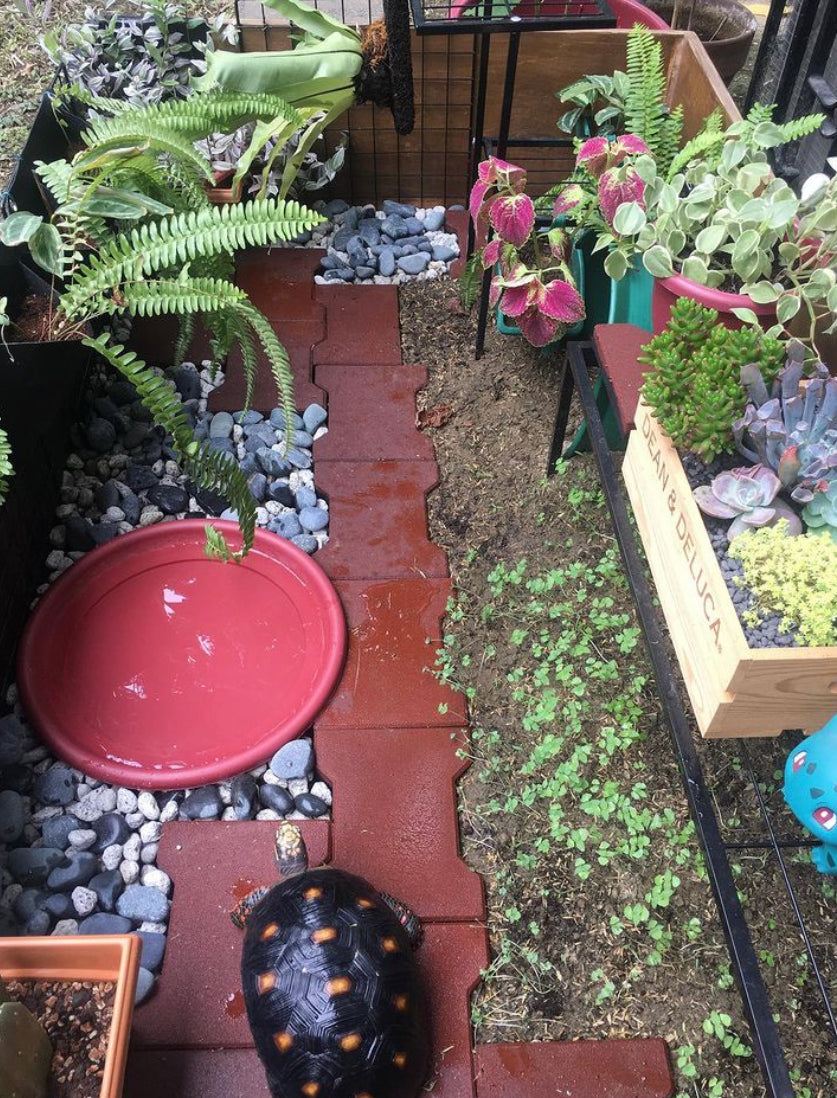 Tortoise Enclosure (Semi Outdoor)