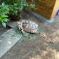 Tortoise Hutch/Hide (Outdoor)