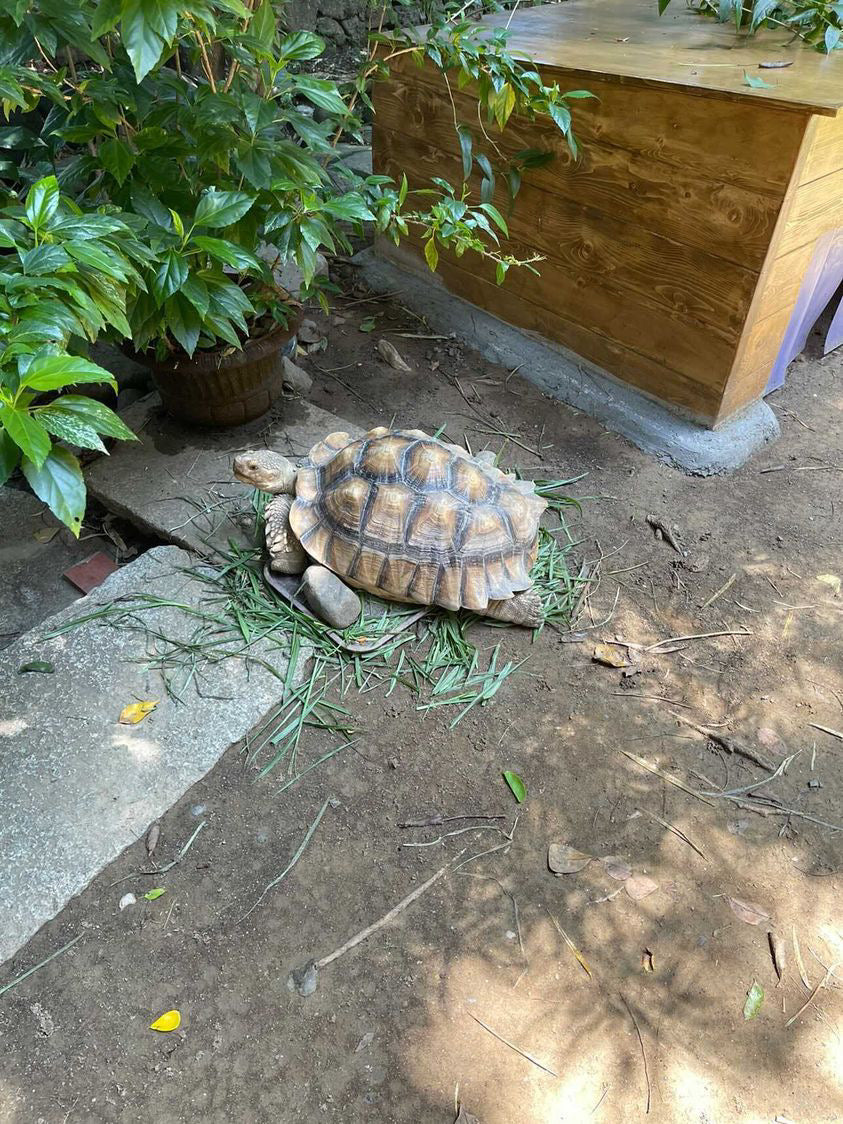 Tortoise Hutch/Hide (Outdoor)