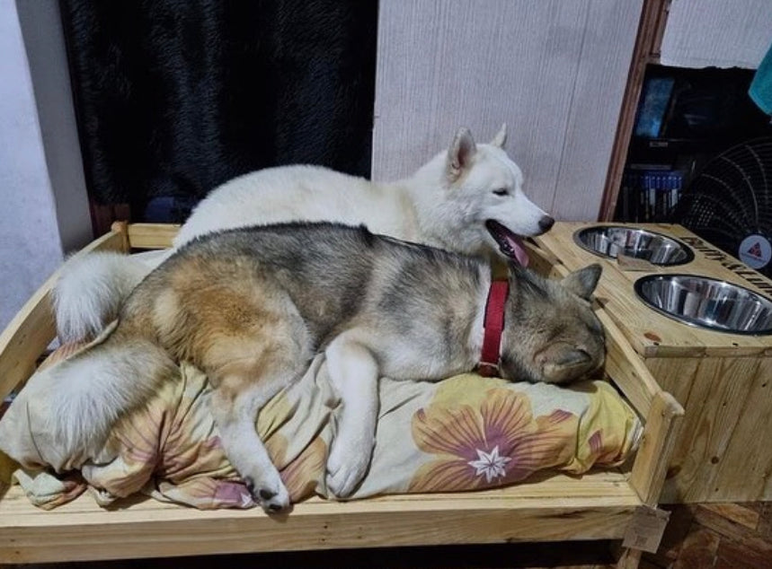 Classic Minimalist Pet Bed