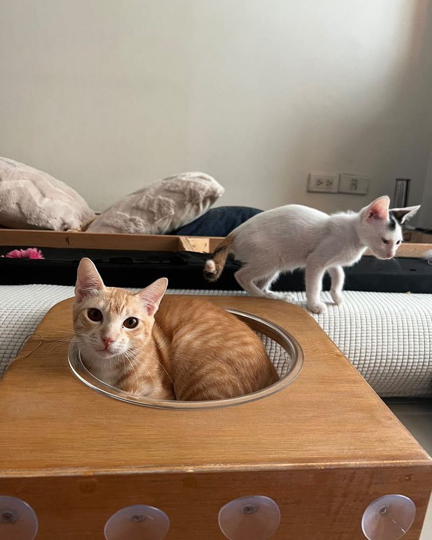 Wall Mounted Cat Bowl