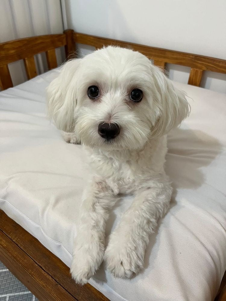 Classic Minimalist Pet Bed