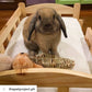 Classic Pet Bed